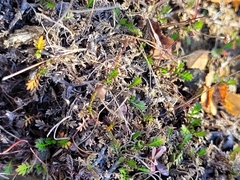 Leptinella filiformis