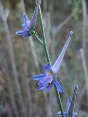 Delphinium gracile
