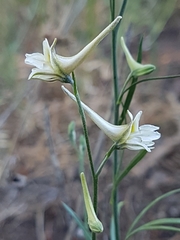 Delphinium gracile