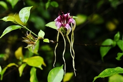 Strophanthus sarmentosus