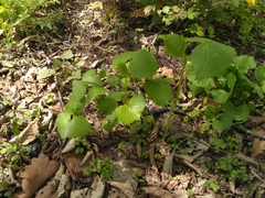 Parasenecio praetermissus