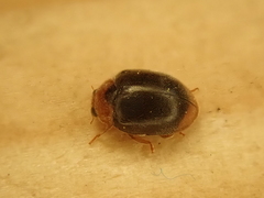 Scymnus ferrugatus