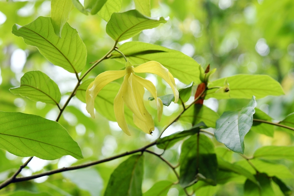 Desmos dumosus (Desmos dumosus)