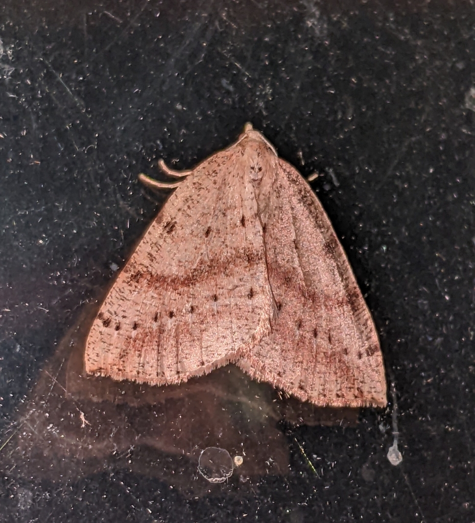Northern Thallophaga