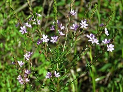 Lythrum alatum
