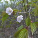 Prunus sargentii - Photo (c) sergeyprokopenko, algunos derechos reservados (CC BY-NC), subido por sergeyprokopenko