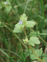 Veronica triloba