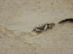 Macrophthalmus tomentosus