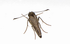 Amblyscirtes aesculapius