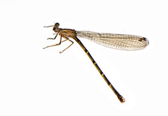 Argia tibialis