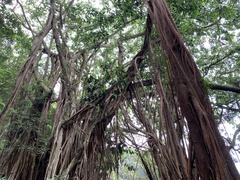 Ficus altissima