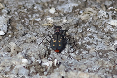 Cicindela haemorrhagica