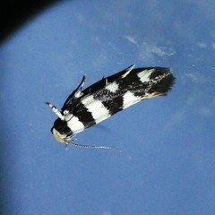Macrobathra euryleuca