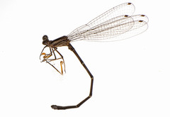 Argia tibialis