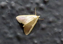 Pylartes subcostalis