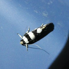 Macrobathra euryleuca