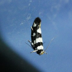 Macrobathra euryleuca