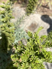 Eudolycoris alluaudi