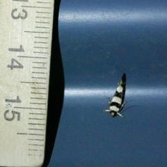 Macrobathra euryleuca