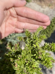 Eudolycoris alluaudi