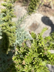 Eudolycoris alluaudi