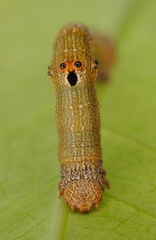 Ascotis selenaria