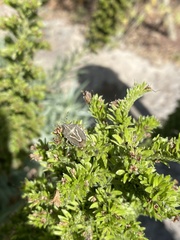 Eudolycoris alluaudi