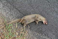 Herpestes