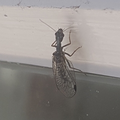 Phaeostigma