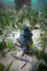 Botrylloides perspicuus