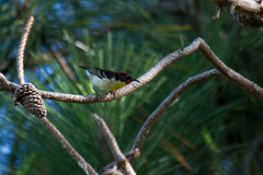 Myzomela jugularis