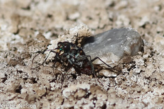 Cicindela haemorrhagica