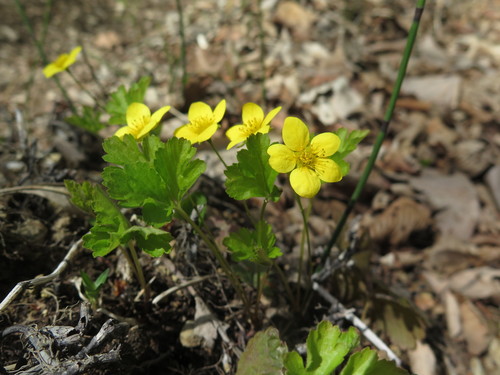 Waldsteinia maximowicziana