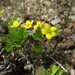 Waldsteinia ternata maximovicziana - Photo (c) sergeyprokopenko, some rights reserved (CC BY-NC), uploaded by sergeyprokopenko