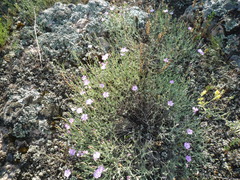 Dianthus hypanicus