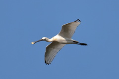 Platalea leucorodia