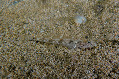 Favonigobius exquisitus