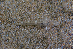 Favonigobius exquisitus