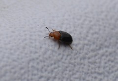 Triplax thoracica