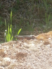 Podarcis muralis