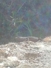 Podarcis muralis