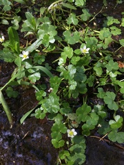 Ranunculus omiophyllus