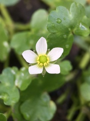 Ranunculus omiophyllus