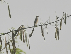 Anthus godlewskii