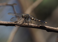 Orthetrum balteatum