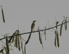 Anthus godlewskii