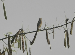 Anthus godlewskii