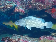Epinephelus coeruleopunctatus