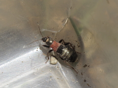 Prostemma albimacula