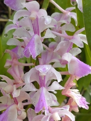 Aerides falcata, photograph (c) Utain Pummarin, some rights reserved (CC BY)